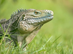 Lizards Prints: A critically endangered Blue Iguana (Cyclura lewisi)