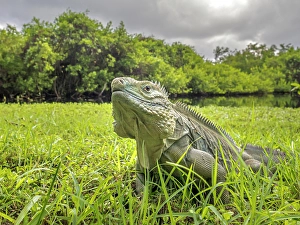 Lizards Prints: A critically endangered Blue Iguana (Cyclura lewisi)