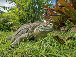 Lizards Prints: A critically endangered Blue Iguana (Cyclura lewisi)