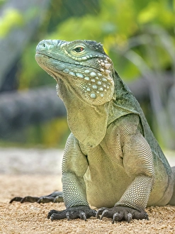 Lizards Prints: A critically endangered Blue Iguana (Cyclura lewisi)