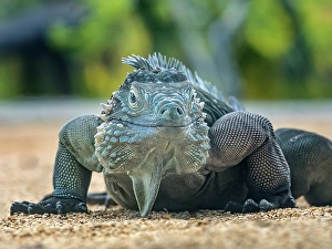 Lizards Prints: A critically endangered Blue Iguana (Cyclura lewisi)