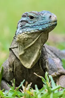 Lizards Prints: A critically endangered Blue Iguana (Cyclura lewisi) female on Grand Cayman