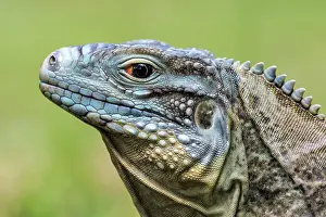 Lizards Prints: A critically endangered Blue Iguana (Cyclura lewisi) female on Grand Cayman