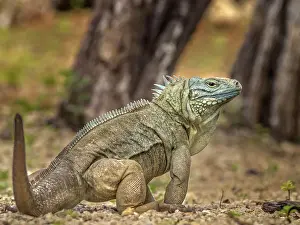 Lizards Prints: A critically endangered Blue Iguana (Cyclura lewisi) female on Grand Cayman