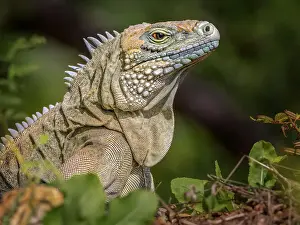 Lizards Prints: A critically endangered Blue Iguana (Cyclura lewisi) female on Grand Cayman