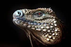 Lizards Prints: A critically endangered Blue Iguana (Cyclura lewisi) male on Grand Cayman
