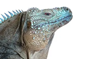 A critically endangered Blue Iguana (Cyclura lewisi) male on Grand Cayman, Cayman Islands, British West Indies