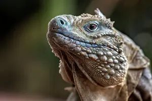 Lizards Prints: A critically endangered Blue Iguana (Cyclura lewisi) male on Grand Cayman