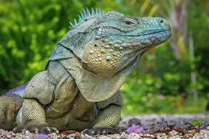 Lizards Prints: A critically endangered Blue Iguana (Cyclura lewisi) male on Grand Cayman