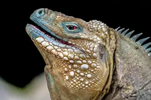 Lizards Prints: A critically endangered Blue Iguana (Cyclura lewisi) male on Grand Cayman
