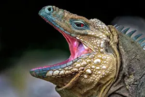 Lizards Prints: A critically endangered Blue Iguana (Cyclura lewisi) male with mouth openon Grand Cayman