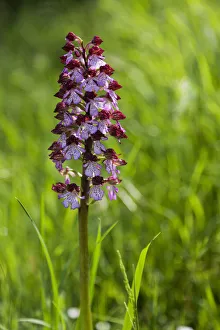 Blossoming Prints: Crocedomini pass, Adamello natural park, Lombardy, Italy. Flowering of orchis purpurea