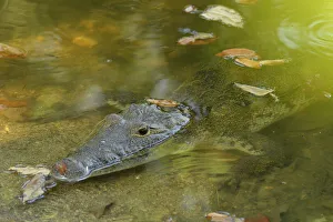 Crocodileat the Maya Archaeologial Site Tikal, Tikal National Park, Peten, Mundo Maya Crocodileat the Maya Archaeologial Site Tikal, Tikal National Park, Peten, Mundo Maya