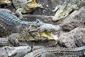 Images Dated 4th June 2020: Crocodiles in Playa Larga, Bay of Pigs, Mantanzas Province, Cuba