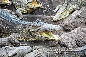 Crocodiles Prints: Crocodiles in Playa Larga, Bay of Pigs, Mantanzas Province, Cuba