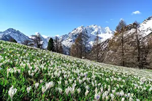 Wildflower Prints: Crocus in bloom, Alpe Dell'Oro