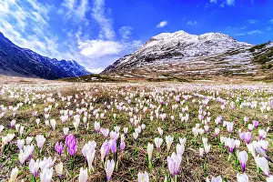 Maloja Region Prints: Crocus in bloom, Val Fedoz, Engadin, Graubunden, Maloja Region, Switzerland