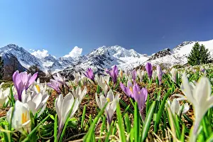 Monte Disgrazia Prints: Crocus blossoms, Valmalenco, Sondrio province, Valtellina, Lombardy, Italy