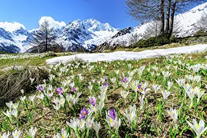 Monte Disgrazia Prints: Crocus blossoms, Valmalenco, Sondrio province, Valtellina, Lombardy, Italy