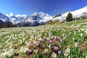 Monte Disgrazia Prints: Crocus flowers in bloom, Alpe Dell'Oro