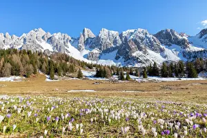 Bloom Prints: Crocus flowers at Campelli di Schilpario with Cimone della Bagozza mount
