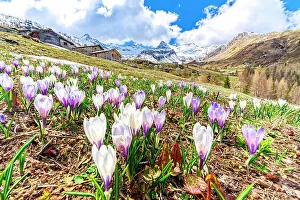 Freshness Prints: Crocus flowers with snowy peaks on background