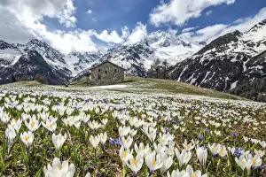 Summit Prints: Crocus Nivea flowering. On the background the Mount Disgrazia still covered with snow