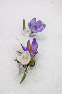 Images Dated 4th October 2021: Crocuses in the snow in Knuttental, Rein in Taufers, Reintal, Valle Aurina, South Tyrol