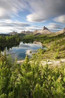 Larix Prints: Croda da Lago mountain, Dolomiti, municipality of Cortina d Ampezzo, Belluno province