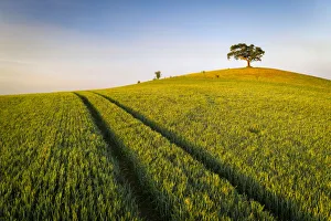 Crop field and lone hill top tree, Devon, England. Spring (May) 2020
