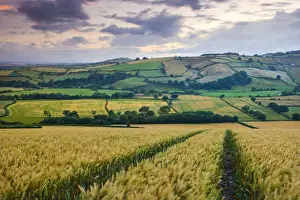 Silverton Prints: Crop field overlooking the River Exe Valley near Silverton, Devon, England. Summer