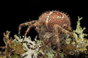 Cross Orb Weaver (Araneus diadematus), Thornton, Ontario, Canada