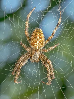 Spider Prints: Cross Orb Weaver Spider (Araneus diadematus)
