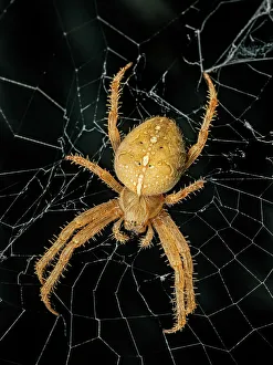 Spider Prints: Cross Orb Weaver Spider (Araneus diadematus)