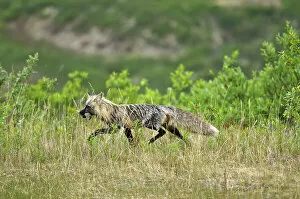 Images Dated 9th March 2023: Cross phase of a red fox (Vulpes vulpes) with rodent on the Dempster Highway near KM 72 close to