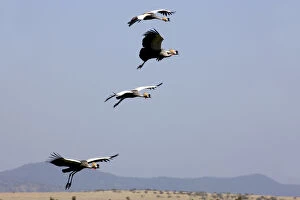 Images Dated 10th March 2008: Crown cranes, Lewa Wildlife Conservancy, Kenya