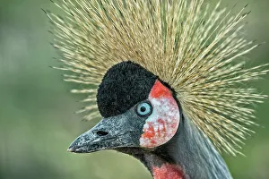 Crane Prints: Crowned Crane (Balearica pavonia) - captive, Ontario, Canada
