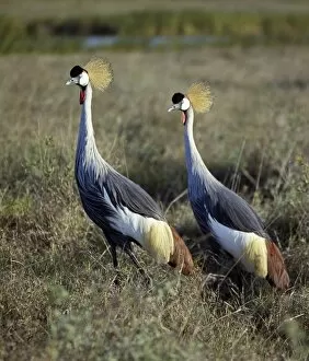 African Bird Gallery: Two crowned cranes (Balearica regulorum) in Masai Mara