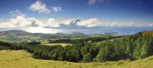 The cryptomerias forests of Faial with the Volcano of Pico island on the horizon The cryptomerias forests of Faial with the Volcano of Pico island on the horizon