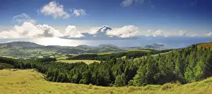 Panoramas Prints: The cryptomerias forests of Faial with the Volcano of Pico island on the horizon