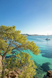 Pine Prints: Crystal-clear waters off the coast of Cala Fornells, Mallorca, Balearic Islands, Spain