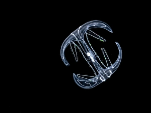 Marine Invertebrate Prints: Ctenophora Comb Jellyfish, Grand Cayman, Cayman Islands, British West Indies
