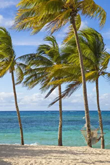 Images Dated 12th July 2016: Cuba, Holguin Province, Hammock between palm trees on Playa Guardalvaca