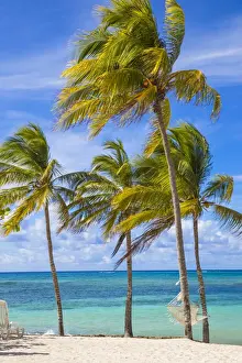 Holguin Province Prints: Cuba, Holguin Province, Hammock between palm trees on Playa Guardalvaca
