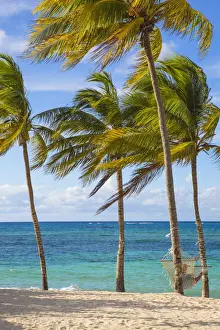 Cuba Prints: Cuba, Holguin Province, Hammock between palm trees on Playa Guardalvaca