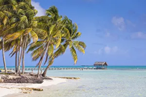 Images Dated 12th July 2016: Cuba, Jardines del Rey, Cayo Guillermo, Playa El Paso, Palm trees on white sand beach
