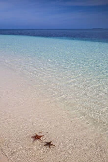 Cuba, Pinar del RAA┬¡o Province, Cayo Levisa, Starfish on white sand beach
