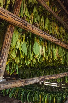 Cuba, Pinar del Rio Province, Vinales, Vinales Valley, curing tobacco leaves