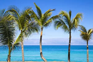Images Dated 30th March 2015: Cuba, Varadero, Palm trees on Varadero beach