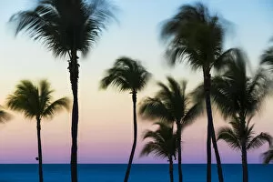 Images Dated 7th January 2016: Cuba, Varadero, Palm trees on Varadero beach at sunset